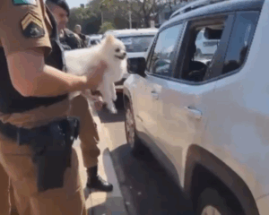Nova Lei Contra Abandono de Animais Perca a CNH e Pegue Até 5 Anos de Prisão se Usar o Carro para Deixar Seu Pet na Rua!