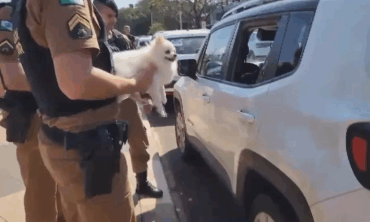 Nova Lei Contra Abandono de Animais Perca a CNH e Pegue Até 5 Anos de Prisão se Usar o Carro para Deixar Seu Pet na Rua!